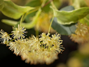 Фото з відкритих джерел