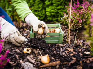 Овочі, зелень і квіти для посадки восени - фото з відкритих джерел