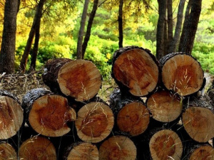 Фото из сети Интернет