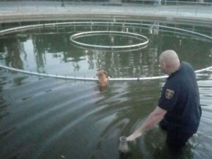 Фото пресс-службы ГСЧС Кривого Рога