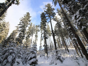 Фото ілюстративне з відкритих джерел  