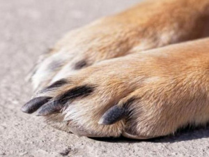 Фото із мережі Інтернет