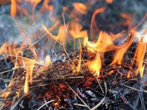 Фото из сети Интернет