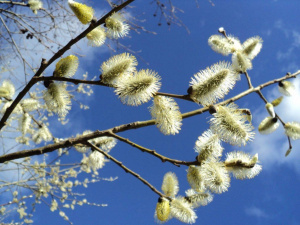 Погода в квітні - фото ілюстративне з відкритих 