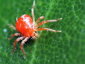 Фото Держпродспоживслужби Дніпропетровської області