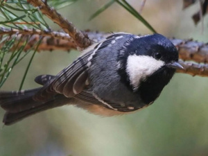 Фото Юрій Мухін