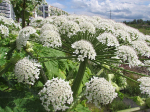 Чому борщівник становить небезпеку - фото з відкритих джерел