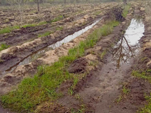 Фото пресслужби Східного лісового офісу