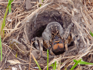 Фото спільнота "Природа Криворіжжя"