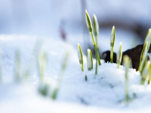 Фото із мережі Інтернет