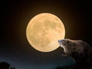 Бобровий Місяць - фото ілюстративне з відкритих джерел  