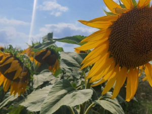 Дайджест новин тижня, що завершується