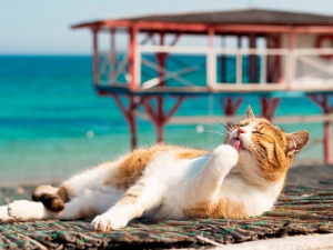 Фото з відкритих джерел