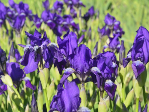 Фото Криворізького ботанічного саду 