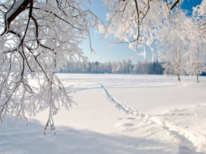 Фото ілюстративне з відкритих джерел 