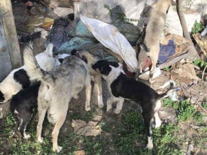 Фото пресс-службы ГСЧС Кривого Рога