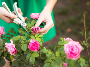 Як назавжди позбутися попелиці на трояндах - фото з відкритих джерел
