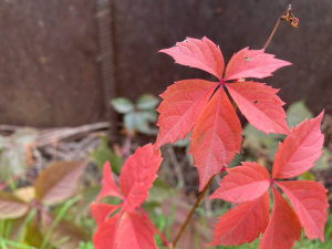 фото редакції krivbass.city