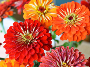 Вересневий догляд: як зберегти цвітіння циній і чорнобривців - фото з відкритих джерел