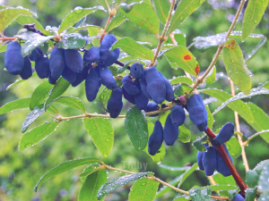 Забута ягода для здоров'я і краси - фото з відкритих джерел