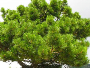 Фото з відкритих джерел