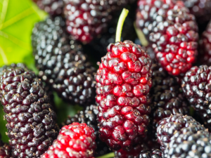 Шовковиця та імунітет: чим корисна ця ягода для організму - фото з відкритих джерел