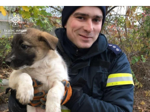 На Дніпропетровщині рятувальники допомогли маленькому цуцику