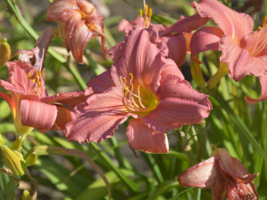 Фото Криворізького ботанічного саду