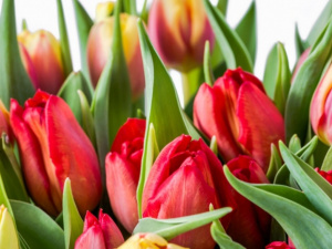 Тюльпани - фото з відкритих джерел