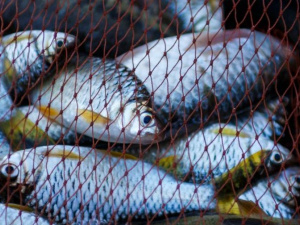 Фото із мережі Інтернет