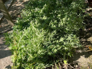 Вирощував рослини конопель та зберігав зброю: у Кривому Розі затримали місцевого чоловіка