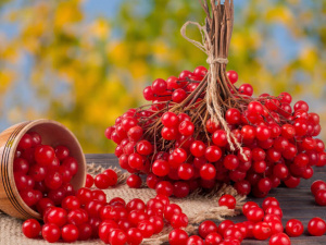 Фото з відкритих джерел