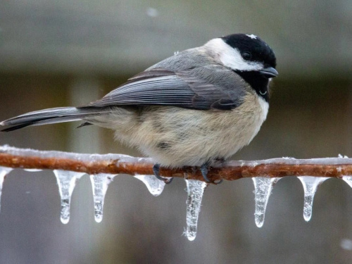 Відлига і циклон: що чекати Україні найближчими днями - фото з відкритих джерел