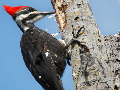 Птах, якому не страшний струс мозку: феномен дятла - фото з відкритих джерел