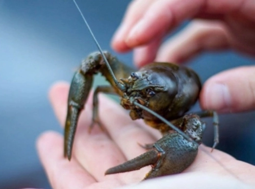 Заборона вилову раків, фото з відкритих джерел 