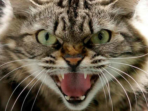 Фото з відкритих джерел