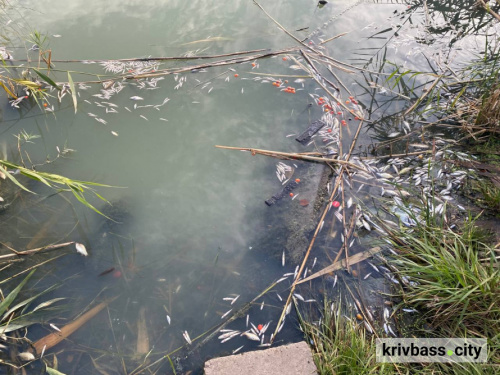 Фото krivbass.city