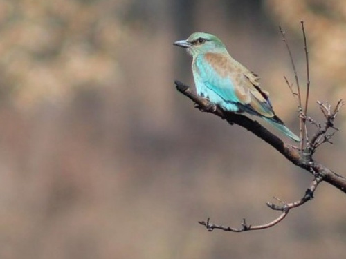 В Кривом Роге появились редкие птицы