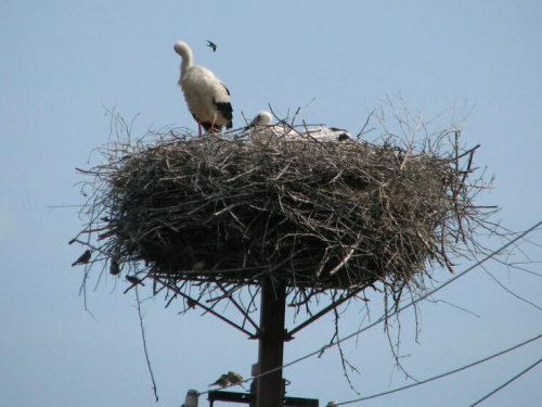 Фото ДТЕК Дніпровські електромережі