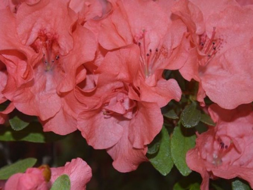 Добавьте ярких красок: криворожан приглашают в ботсад насладиться красотой цветущих азалий (фото)