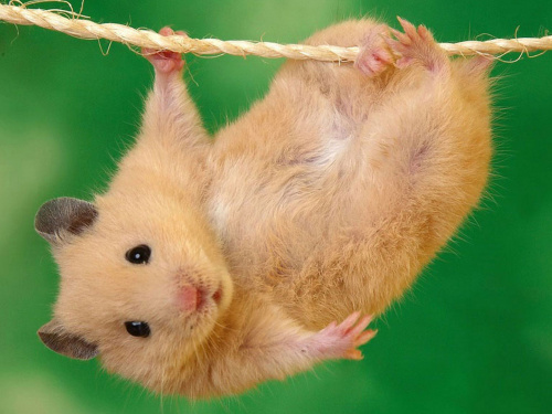 Про що мовчить ваш хом’ячок - фото з відкритих джерел