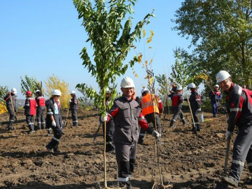 Тысяча новых деревьев: Ингулецкий ГОК в Кривом Роге выполняет рекультивацию отвала