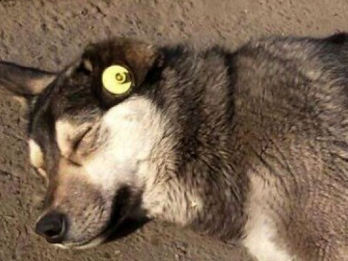 В Кривом Роге неизвестные сняли скальп с дворовой собаки (фото 18+)