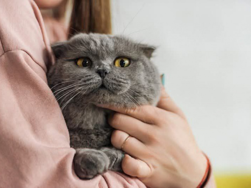 На Дніпропетровщині зросла кількість випадків сказу тварин, фото з відкритих джерел