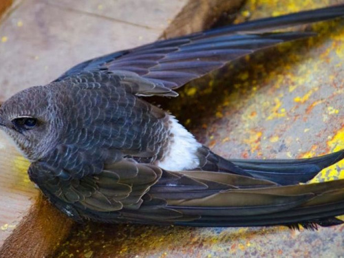 Жителей Кривого Рога ожидают стрижепады, - краевед