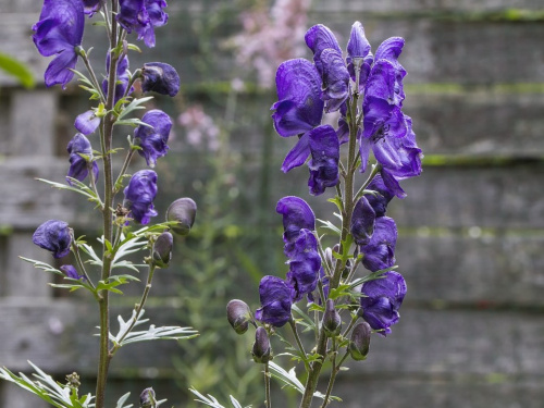Фото з відкритих джерел