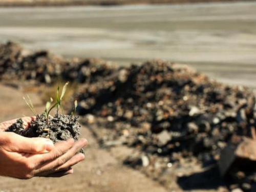 Промышленный Кривой Рог удивляет: в шламохранилище прижились и проросли рожь и горчица (ФОТО)