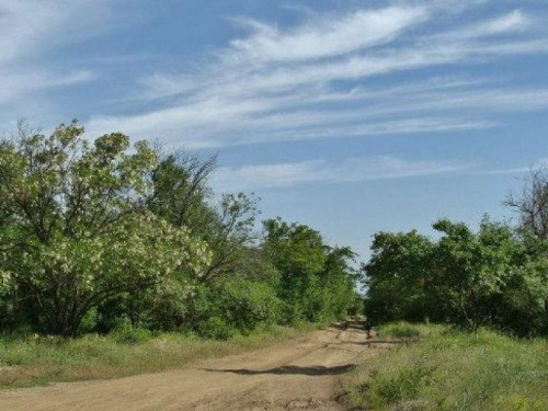Жители Кривого Рога обнаружили изуродованное тело человека в лесопосадке