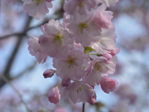 Фото Криворізького ботанічного саду НАН України