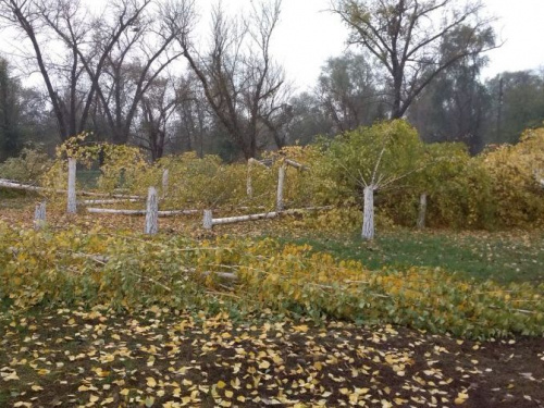 Я тебя посадил, я тебя и срублю: под Кривым Рогом местный житель вырубил березовую рощу (фотофакт)
